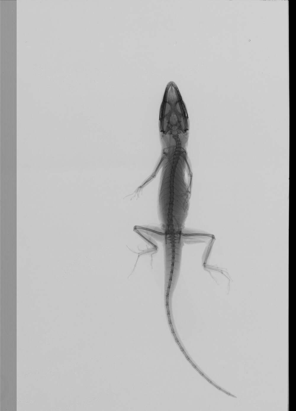 Image of American Anole