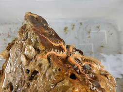 Image of Ophiurid Brittle Stars