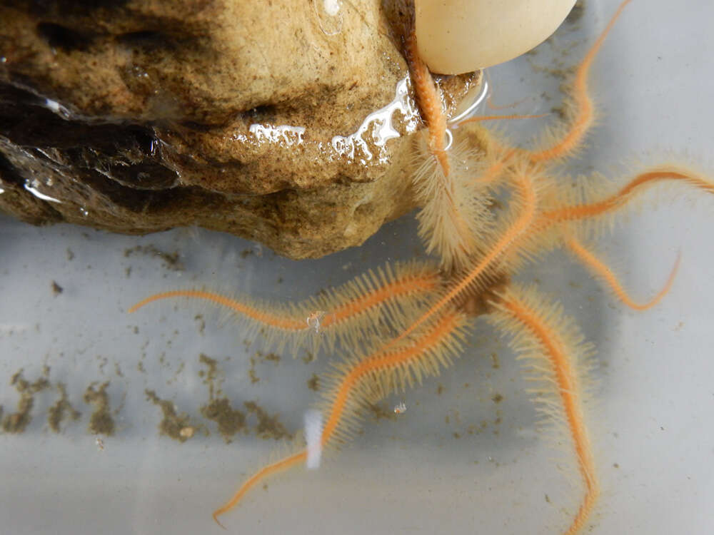 Image of Ophiurid Brittle Stars