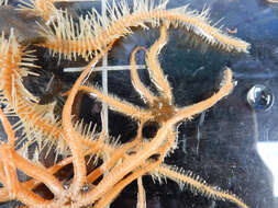 Image of Ophiurid Brittle Stars