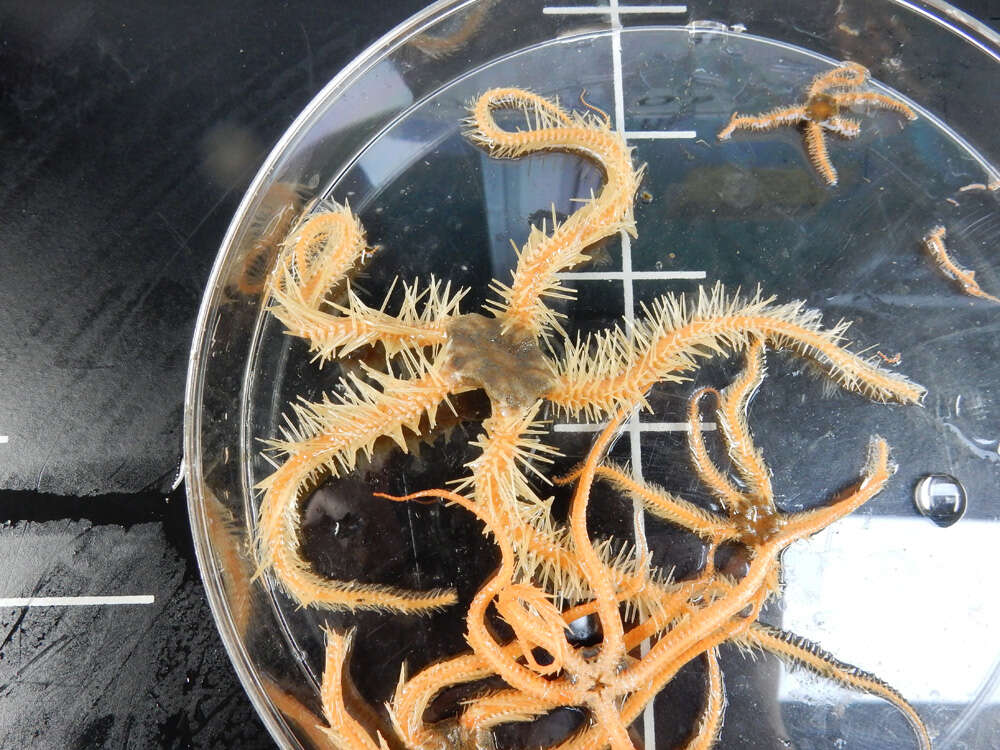 Image of Ophiurid Brittle Stars