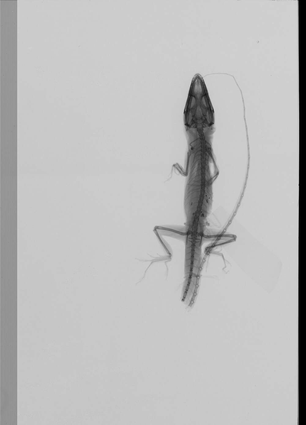 Image of American Anole