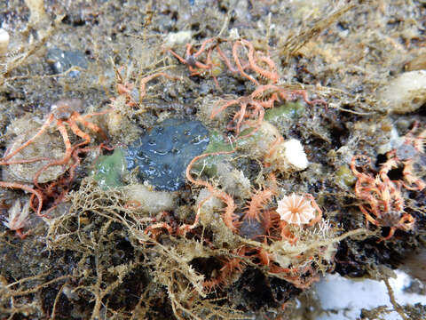 Image of stony corals