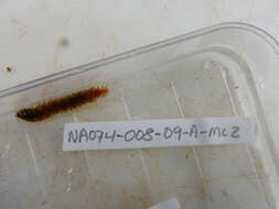 Image of Twelve-Scaled worm