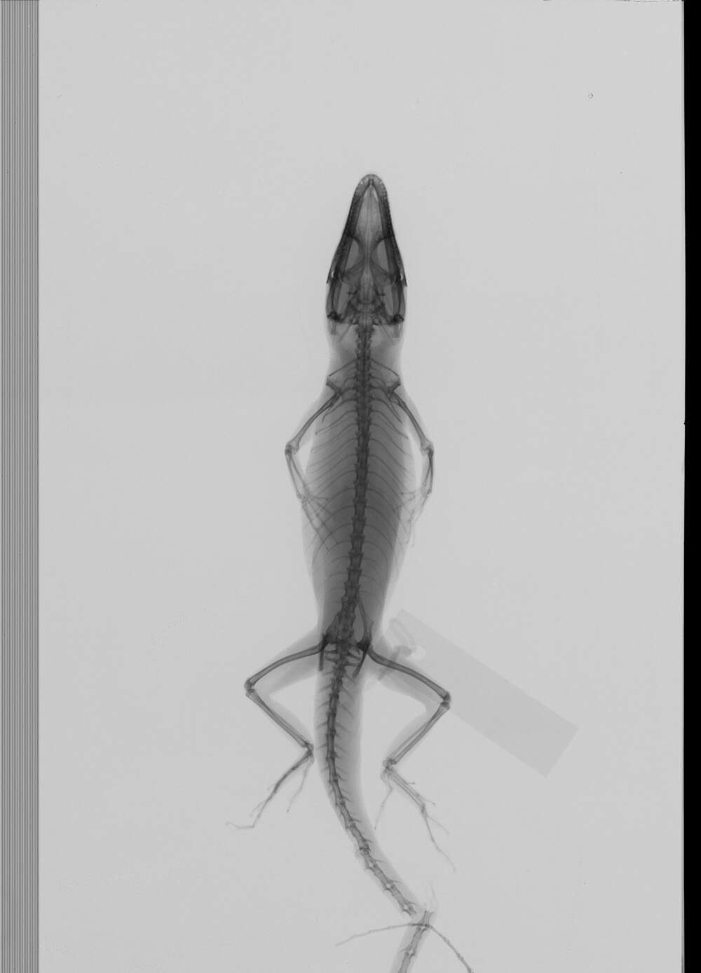 Image of American Anole