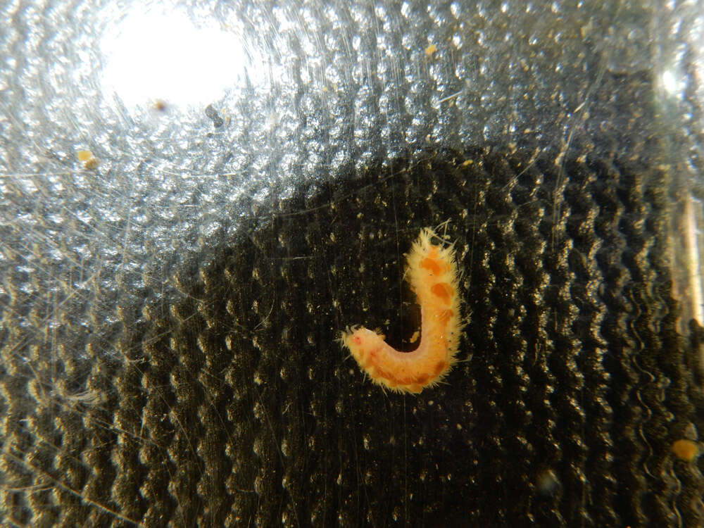 Image of polynoid scaleworms