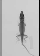 Image of American Anole