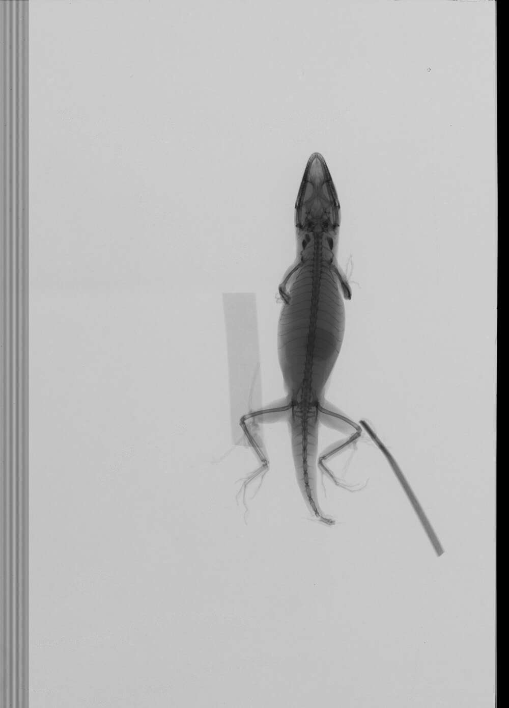 Image of American Anole