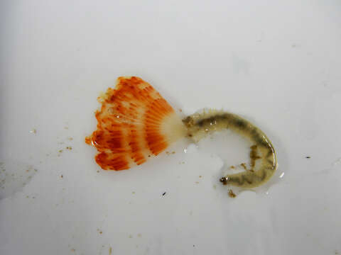 Image of feather duster worms