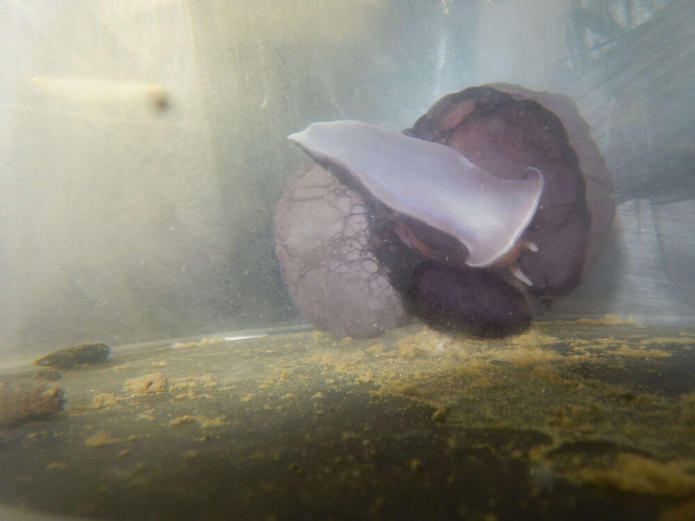 Image of velutinid sea snails