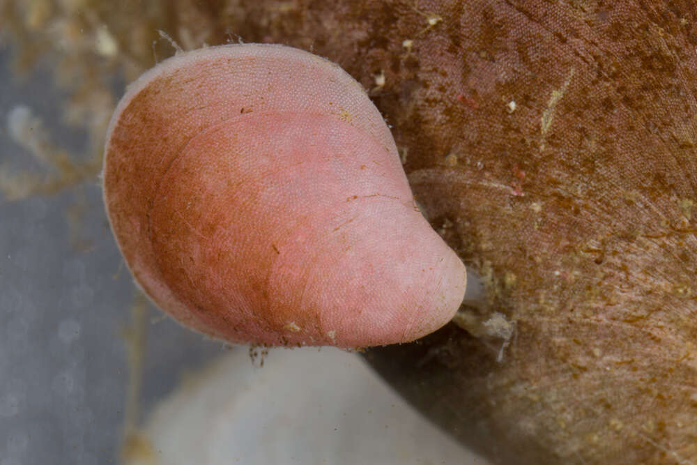 Image of Liothyrella uva (Broderip 1833)