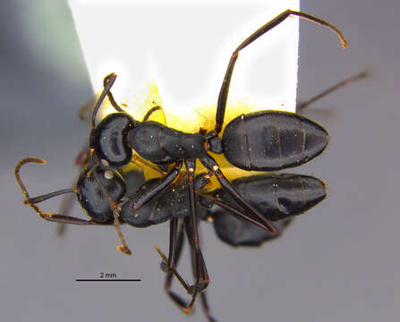 Image of Camponotus vitiensis Mann 1921