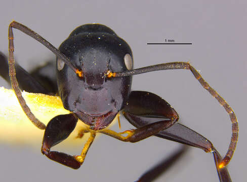 Image of Camponotus vitiensis Mann 1921