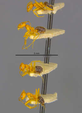 Image of Dorymyrmex pyramicus peruvianus Wheeler 1919