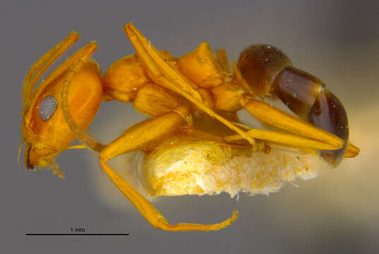 Image of Dorymyrmex pyramicus peruvianus Wheeler 1919