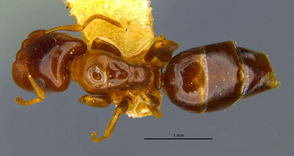 Image of <i>Camponotus laotsei</i>