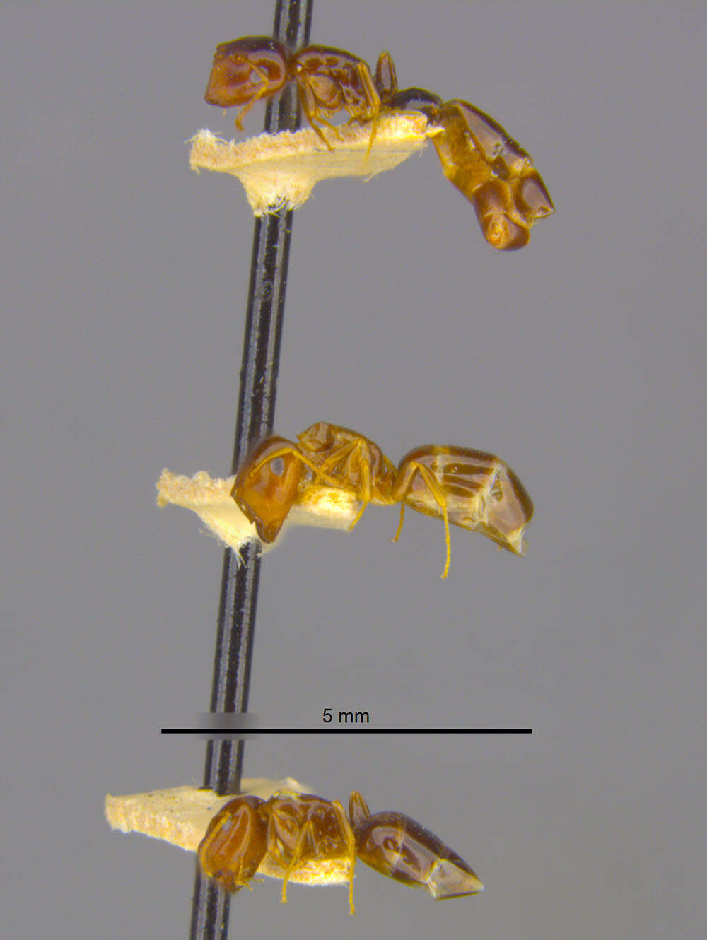 Image of <i>Camponotus laotsei</i>