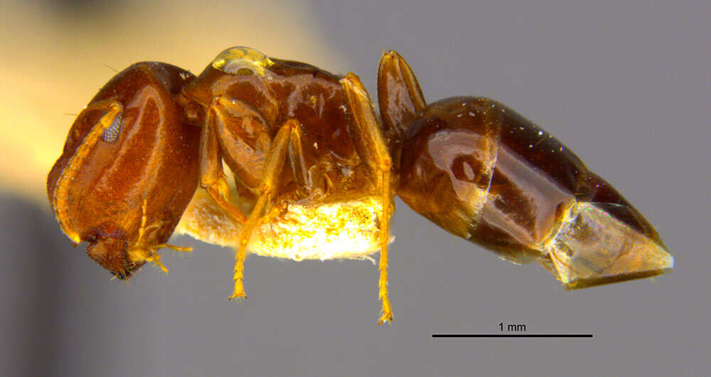 Image of <i>Camponotus laotsei</i>