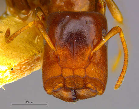 Image of <i>Camponotus laotsei</i>