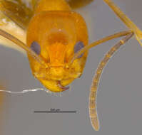 Image of Dorymyrmex pyramicus albemarlensis Wheeler 1919