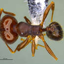 Image of <i>Pheidole angustinigra</i> Longino 2019