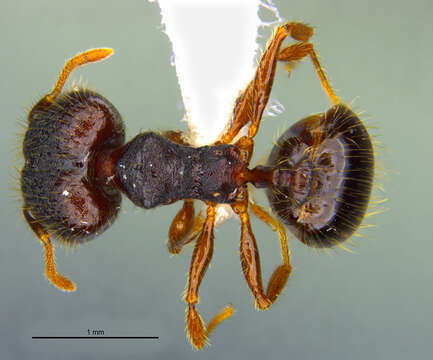 Image of <i>Pheidole atitlana</i> Longino 2019