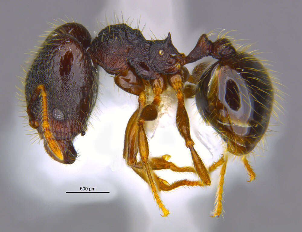 Image of <i>Pheidole atitlana</i> Longino 2019