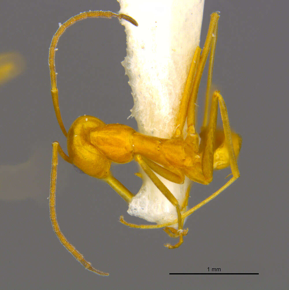 Dorymyrmex elegans (Trager 1988) resmi