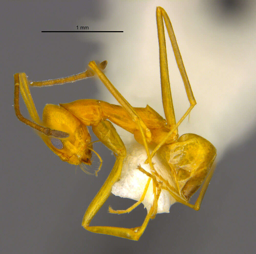 Dorymyrmex elegans (Trager 1988) resmi