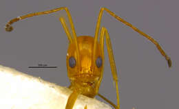 Dorymyrmex elegans (Trager 1988) resmi