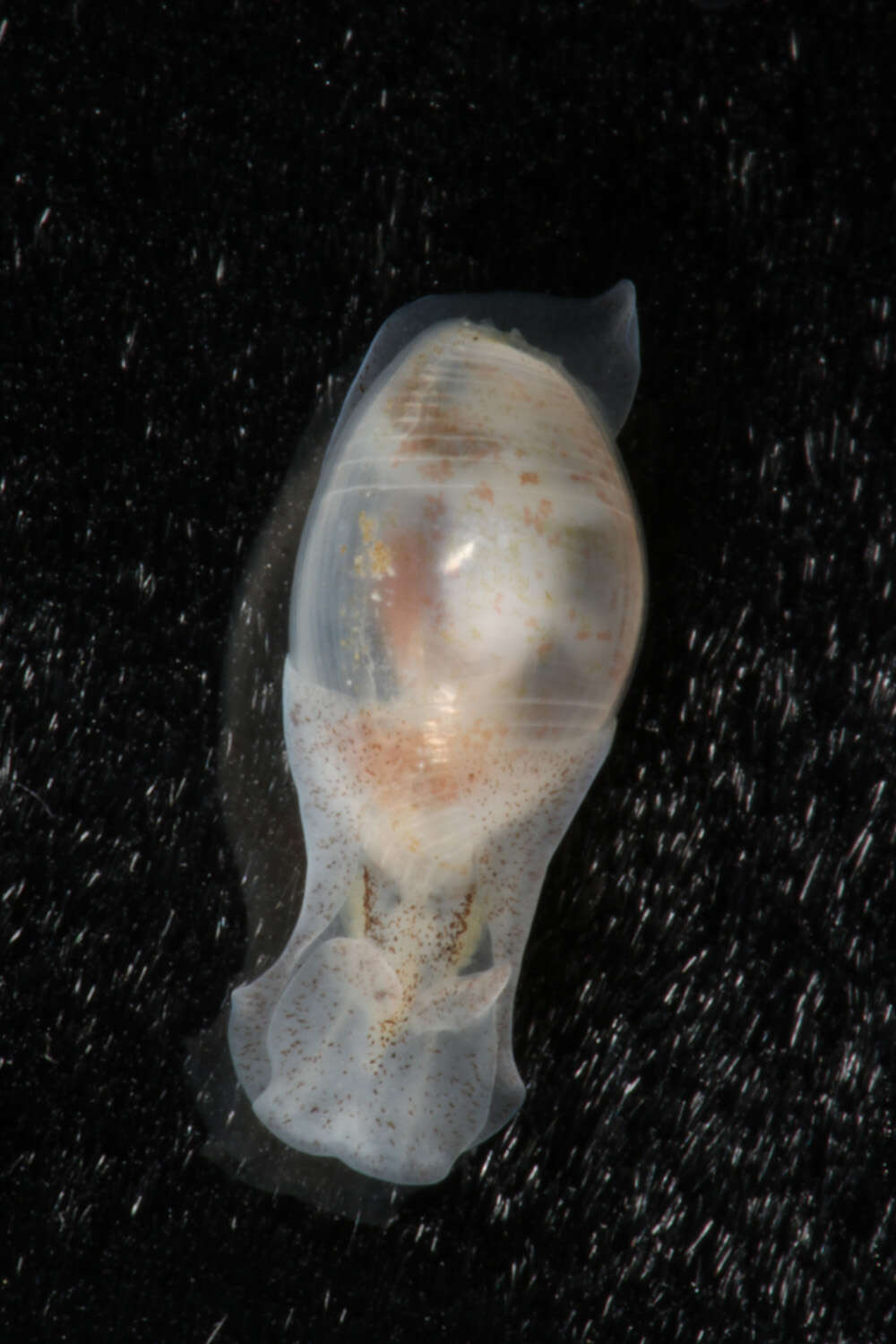 Image of <i>Atys semistriata</i>