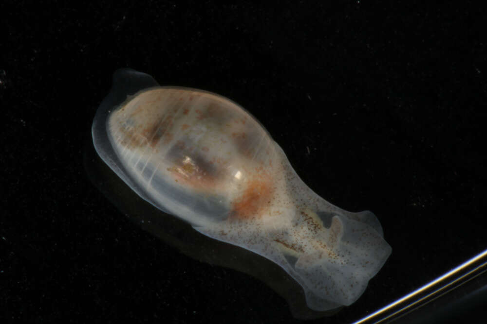 Image of <i>Atys semistriata</i>