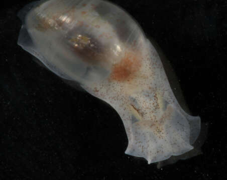 Image of <i>Atys semistriata</i>