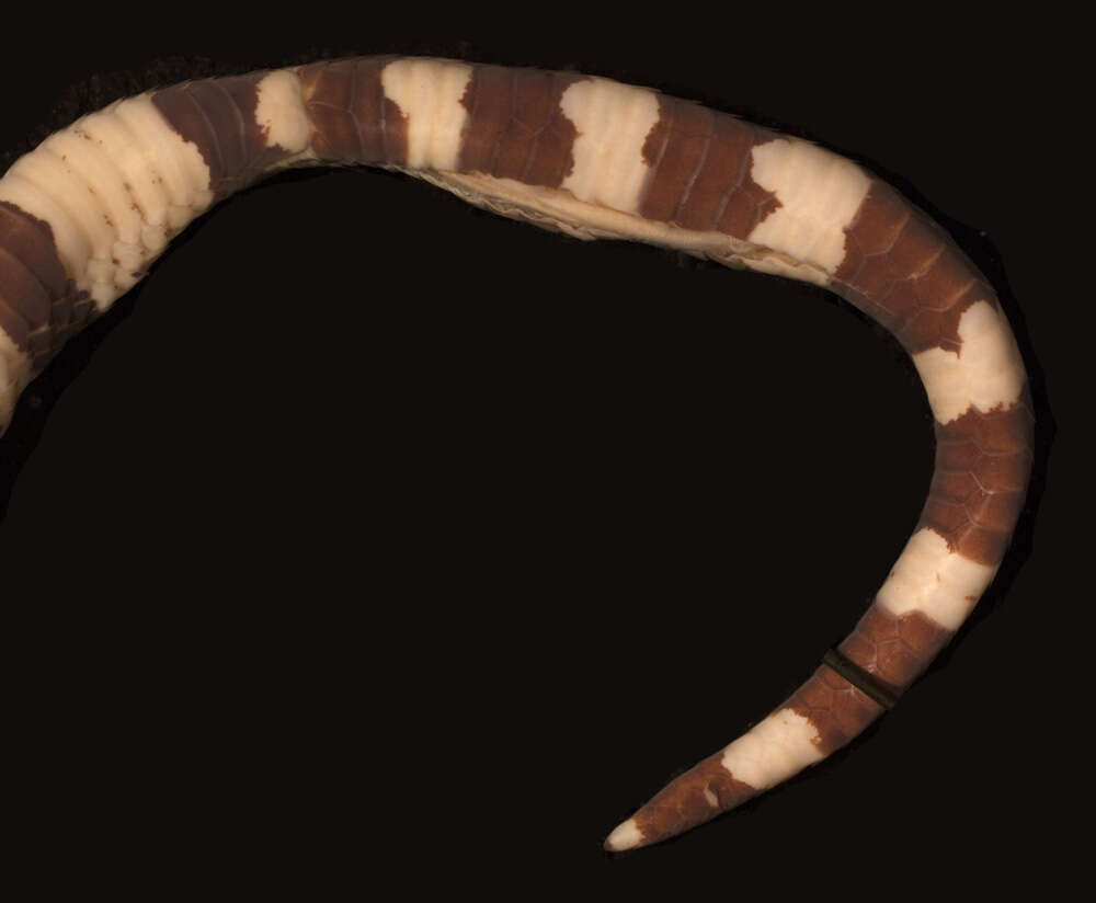 Micrurus peruvianus K. P. Schmidt 1936的圖片