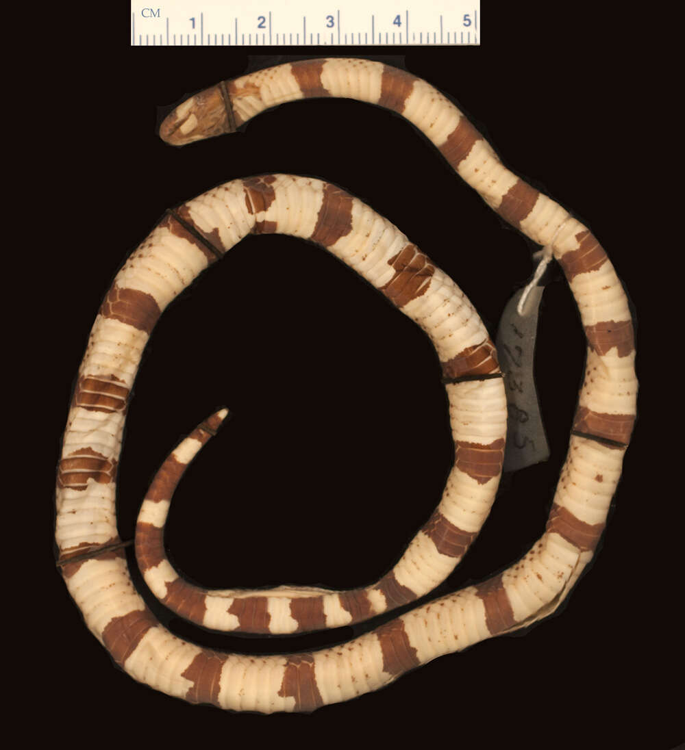 Micrurus peruvianus K. P. Schmidt 1936的圖片