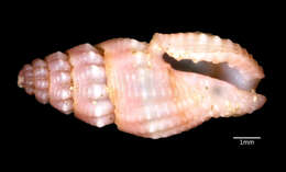 Image of Lienardia rubida (Hinds 1843)