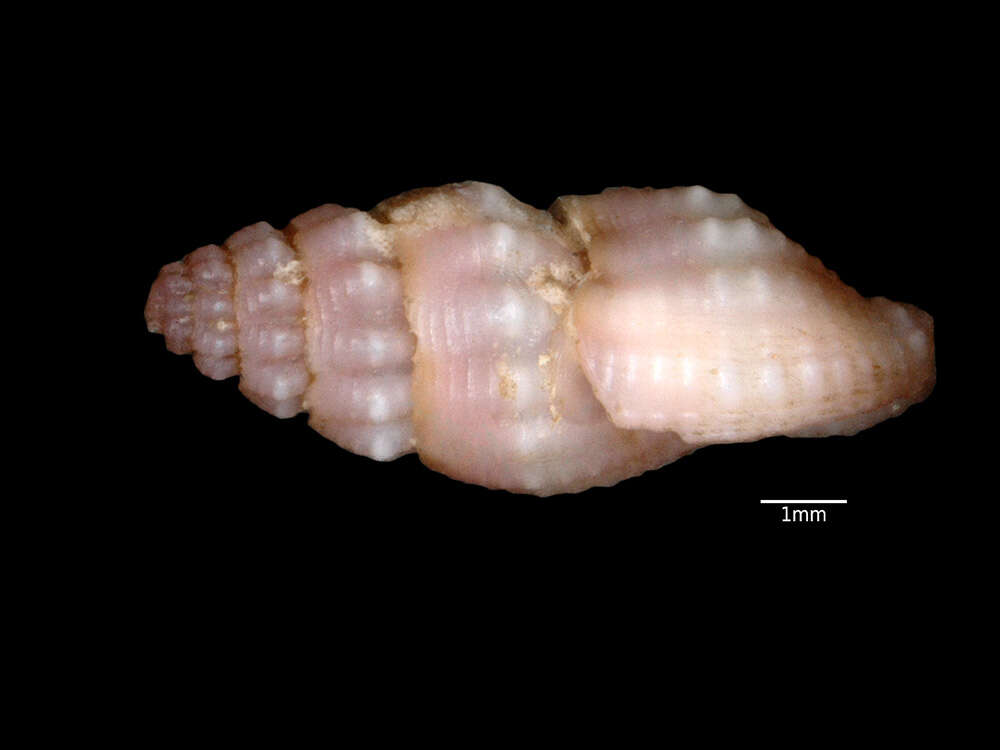 Image of Lienardia rubida (Hinds 1843)