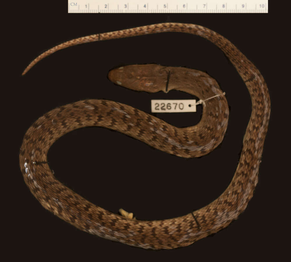 Image of Florida Green Water Snake