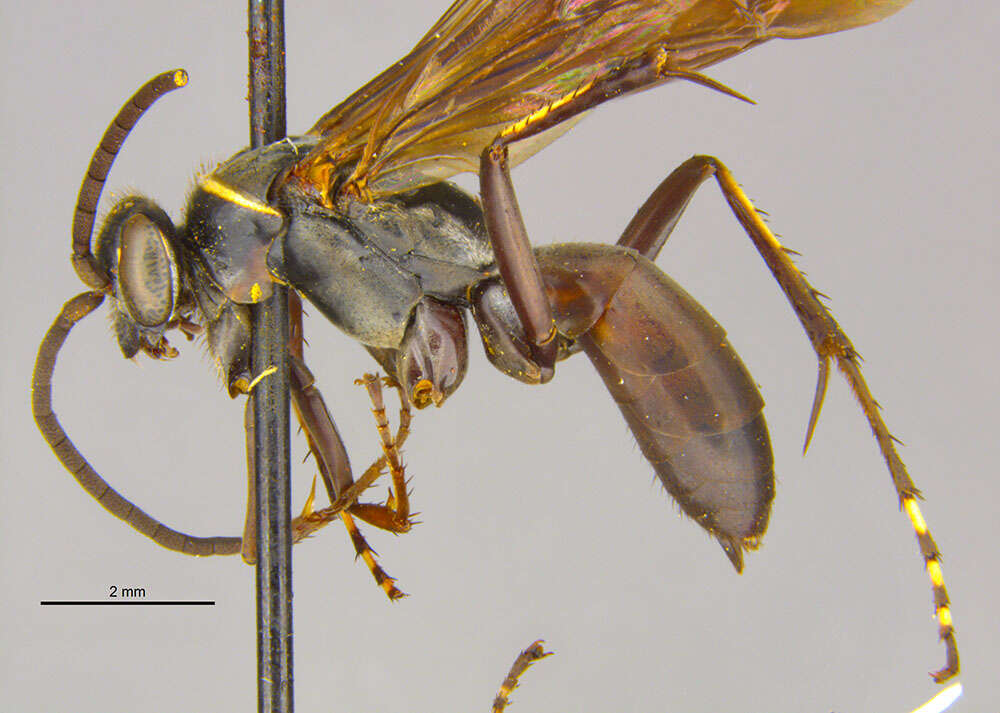 Image of Sericopompilus angustatus (Cresson 1865)