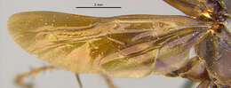 Image of Sericopompilus angustatus (Cresson 1865)