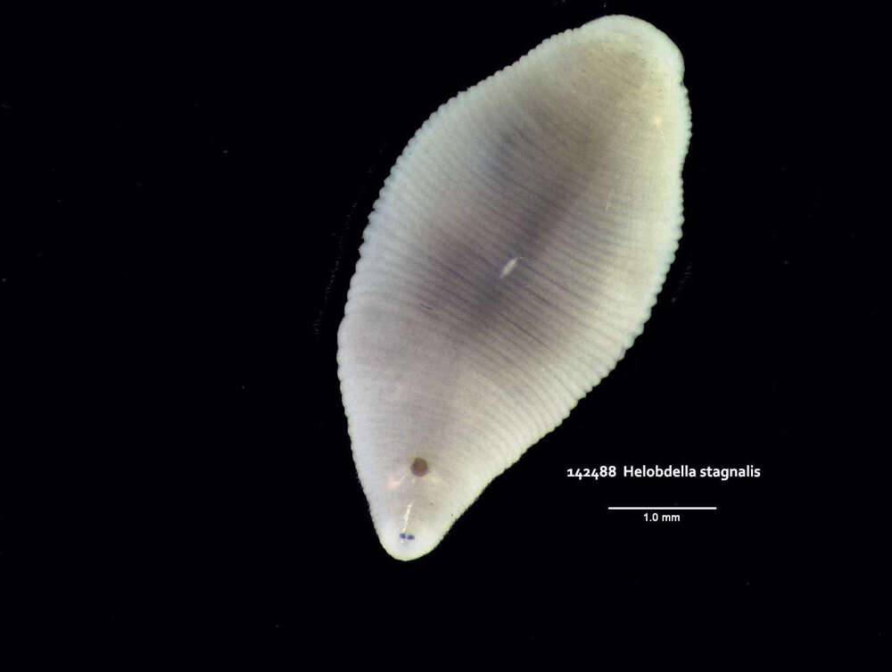 Image of Helobdella stagnalis (Linnaeus 1758)