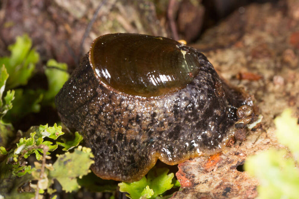 Image of Paua slug