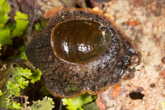 Image of Paua slug