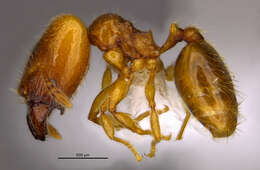 Image of <i>Pheidole belonorte</i> Longino 2019