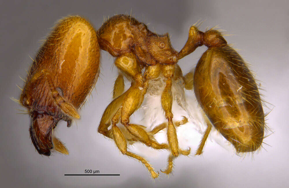 Image of <i>Pheidole belonorte</i> Longino 2019