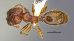 <i>Pheidole cahui</i> Longino 2019的圖片