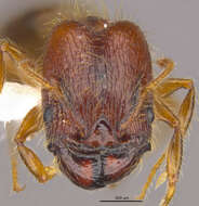 <i>Pheidole cahui</i> Longino 2019的圖片