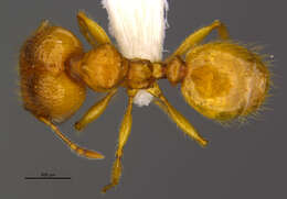 Image of <i>Pheidole corniclypeus</i> Longino 2019