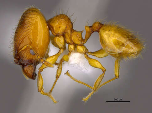 Image of <i>Pheidole corniclypeus</i> Longino 2019