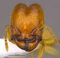 Image of <i>Pheidole corniclypeus</i> Longino 2019